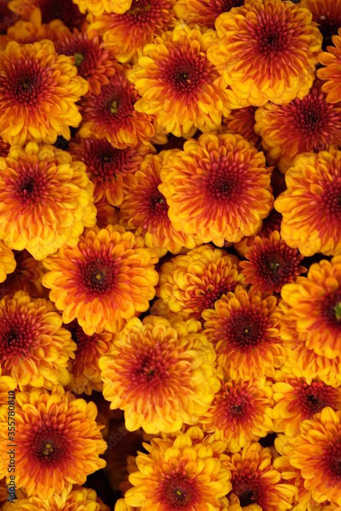 Fototapeta premium beautiful brownish orange chrysanthemum flowers. macro photography. brownish orange flower closeup.