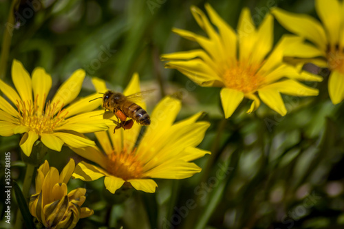 Close Up of a Bee Pollinating Yellow Daisies © Dallas