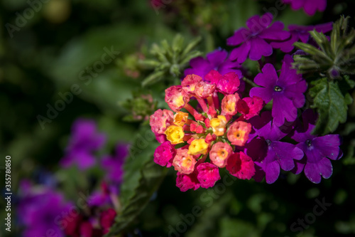 Beautiful Colored Clusters of Small Flowers
