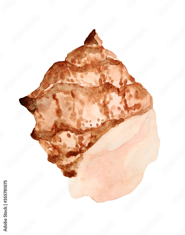 water color painted brawn seashell on white background water color painted brawn seashell on white background