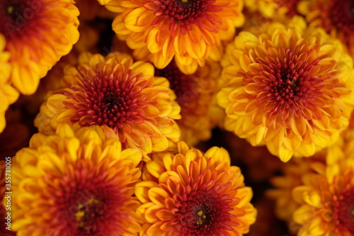 beautiful brownish orange chrysanthemum flowers. macro photography. brownish orange flower closeup.