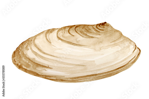 Canvas Print water color painted brawn seashell on white background
