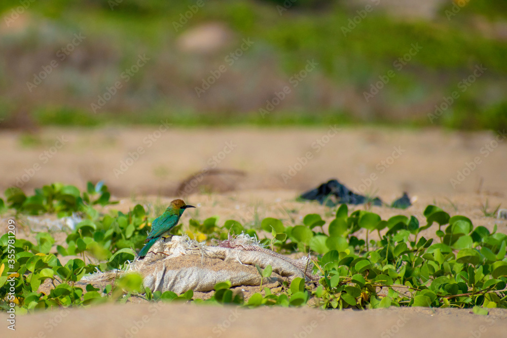 A small dainty bee-eater that is intensely green overall with a greenish-blue throat, a thin black throat band, and long central tail feathers A small dainty bee-eater that is intensely green overall with a greenish-blue throat, a thin black throat band, and long central tail feathers