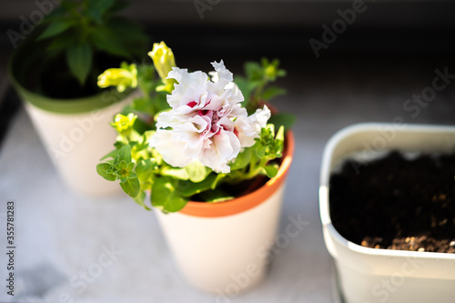 ペチュニアの花 家庭菜園