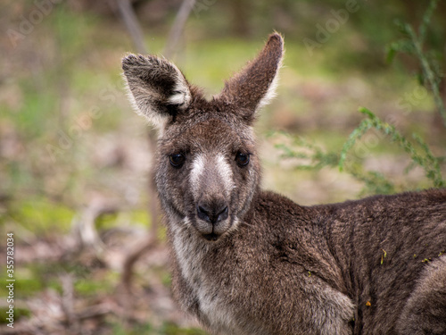 Eastern Grey Kangaroo at Sugarloaf Reservoir