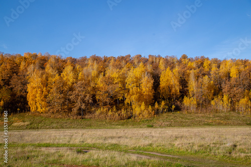 autumn forest against a clear blue sky