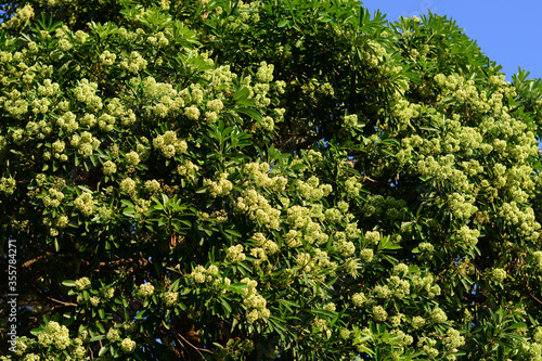 Alstonia scholaris flowers on tree 
