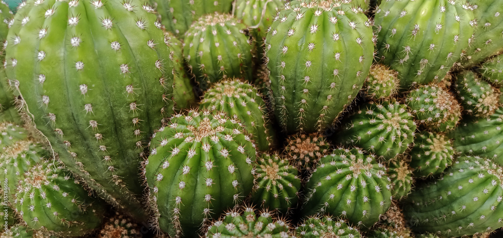 prickly pear cactus prickly pear cactus