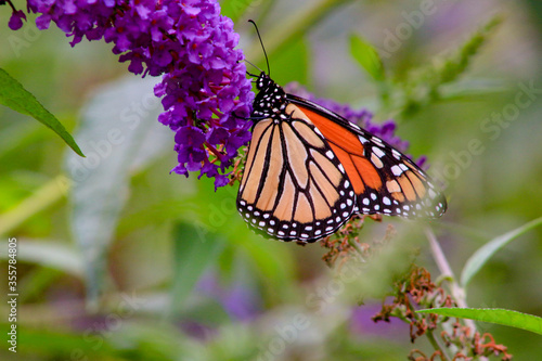 Monarch butterfly Danaus plexippus feeding on purple butterfly b