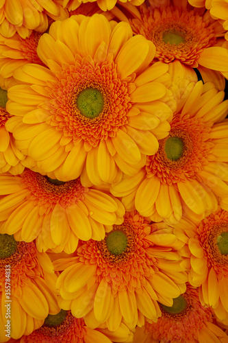 Background from Gerbera flower