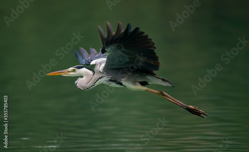 A closeup shot of a Great Blue Heron spreading its wings wide while flying over a pond in Taipei, Taiwan