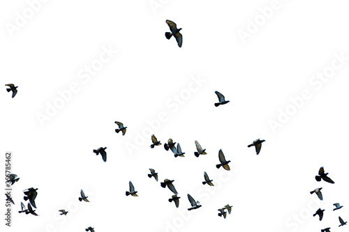 Birds flying on a white background       © Oilprakorn