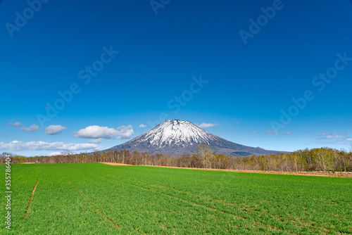 双子のサクランボの木と羊蹄山 / 北海道ニセコエリアの観光イメージ