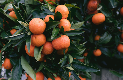 Healthy Orange Mandarins on very green tree