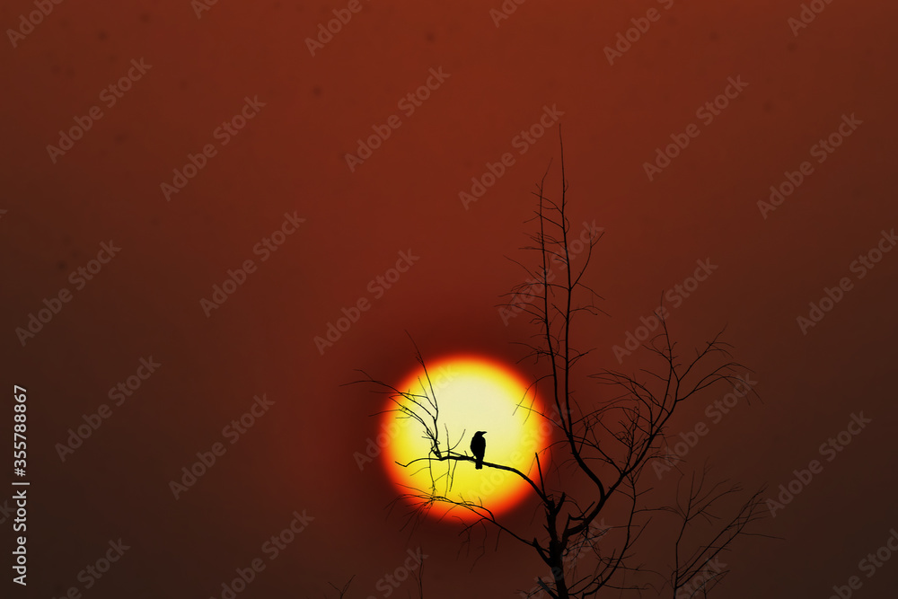 bird sitting in the reeds singing song
