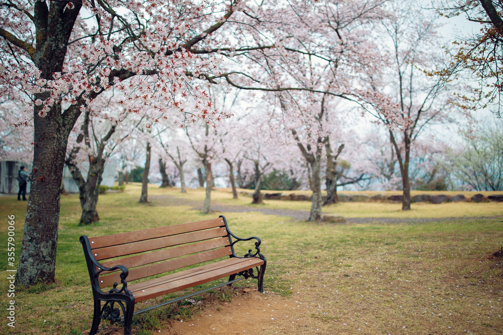 The cherry blossoms are in full bloom in spring.