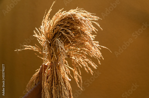 Sun-lit spike rice on yellow background. Local harvest. Rice production  industry. 
