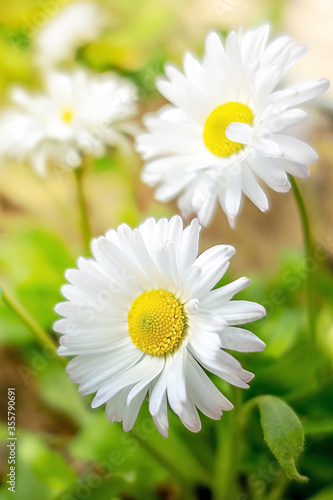 Daisy flowers  bellis  closeup. Selective focus.