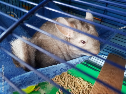 Gray chinchilla sitting in a cage
