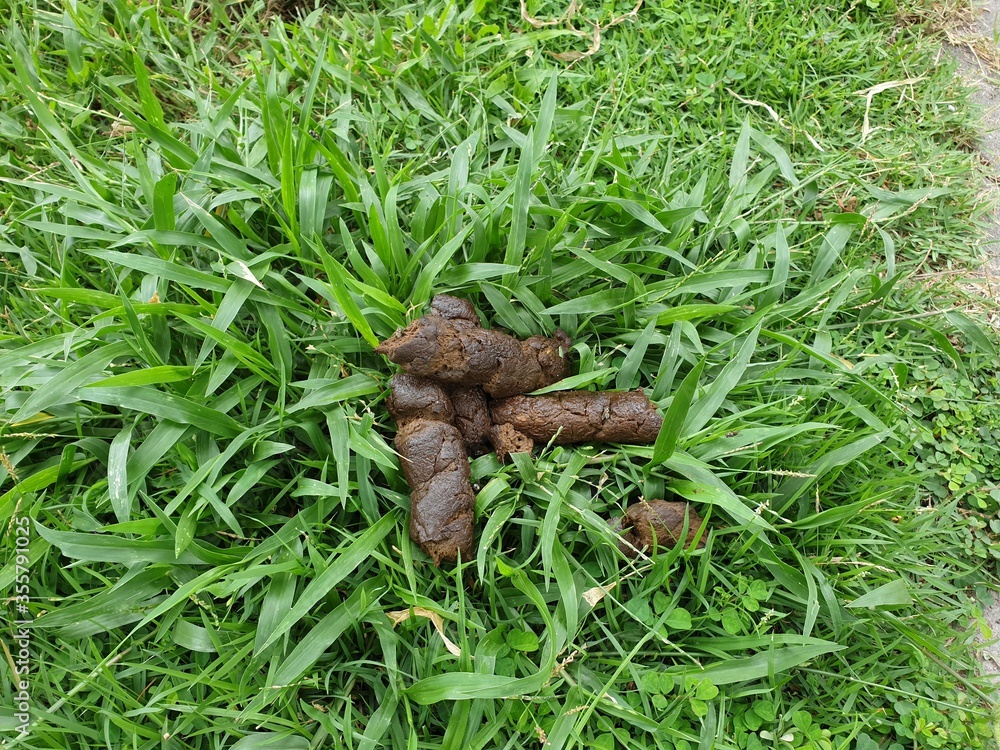 The dog feces are on the grass in the garden.