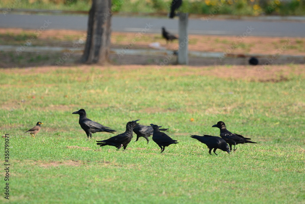 Obraz premium crow on the grass