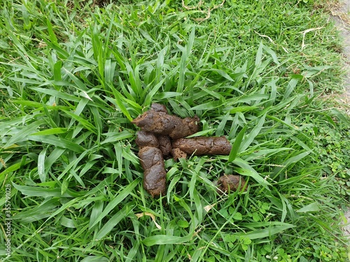 Obraz na płótnie The dog feces are on the grass in the garden. w salonie