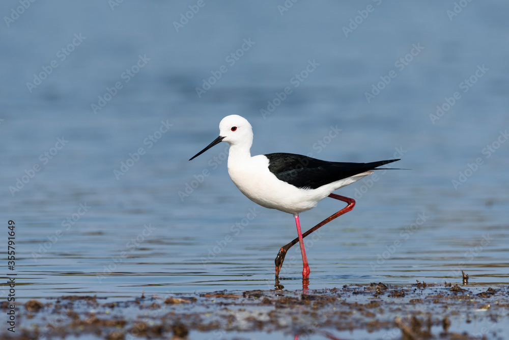 Obraz premium セイタカシギ(Black-winged Stilt)