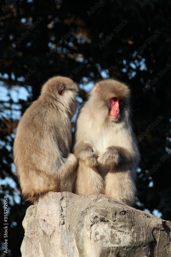 Magnificent Japanese macaques
