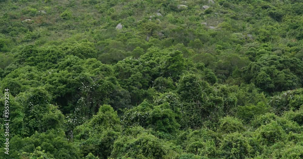 Green plant tree on forest Green plant tree on forest