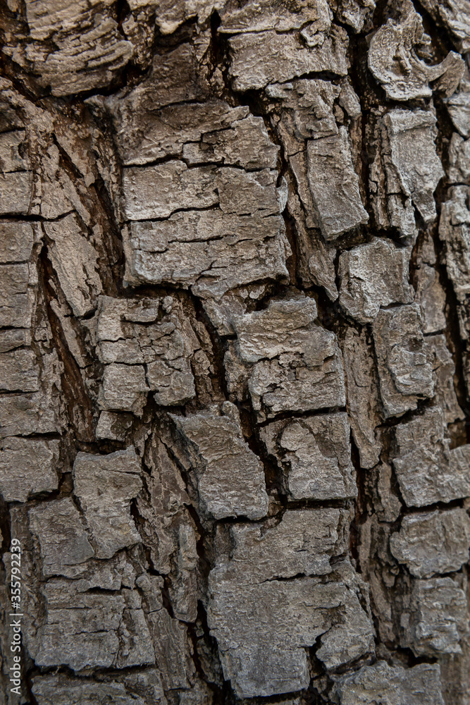 Background with texture of tree bark Background with texture of tree bark