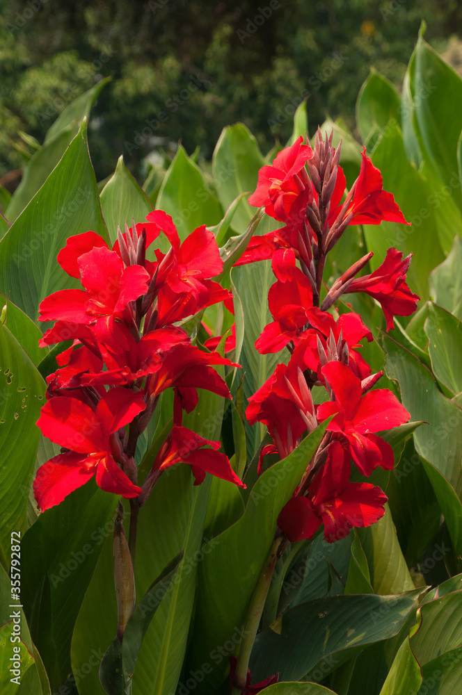 Sydney Australia,  bright red flowering stems of canna lily 