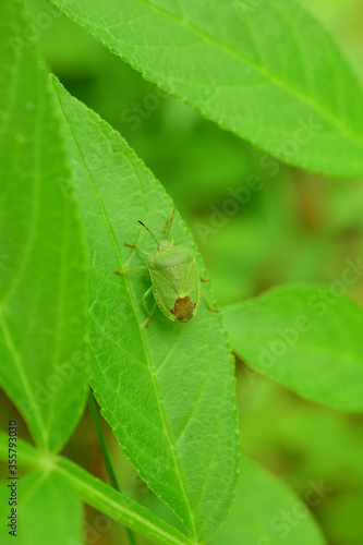 Palomena prasina is a species of bedbug. An insect on a green leaf.