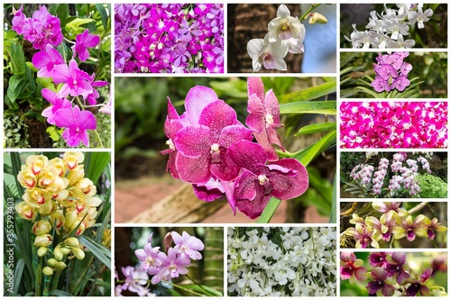 Collage of orchid different flowers