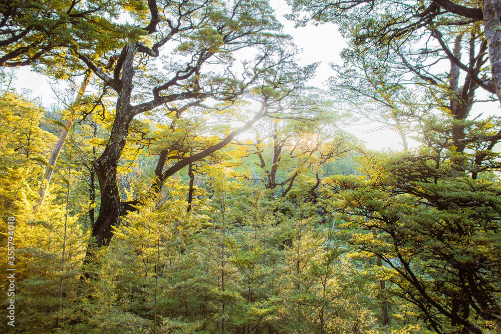 Golden light in forest landscape. Trees in forest with sunlight. Sunlight forest green trees and light shining through leaves New Zealand forest landscape. Golden light in forest landscape. Trees in forest with sunlight. Sunlight forest green trees and light shining through leaves New Zealand forest landscape.