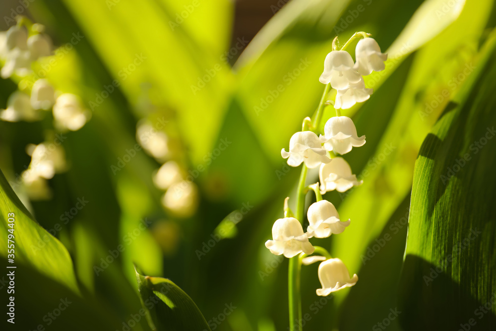 Beautiful lily of the valley in spring garden, closeup Beautiful lily of the valley in spring garden, closeup