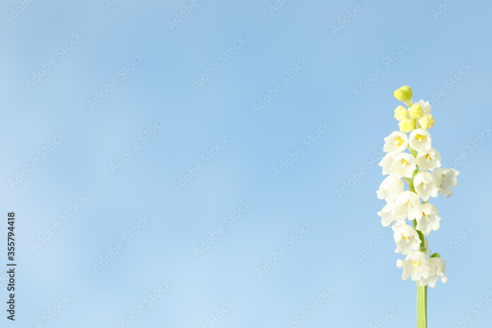 Fototapeta Beautiful lily of the valley against blue sky, closeup. Space for text
