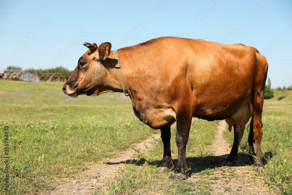 Beautiful brown cow outdoors on sunny day. Animal husbandry Beautiful brown cow outdoors on sunny day. Animal husbandry