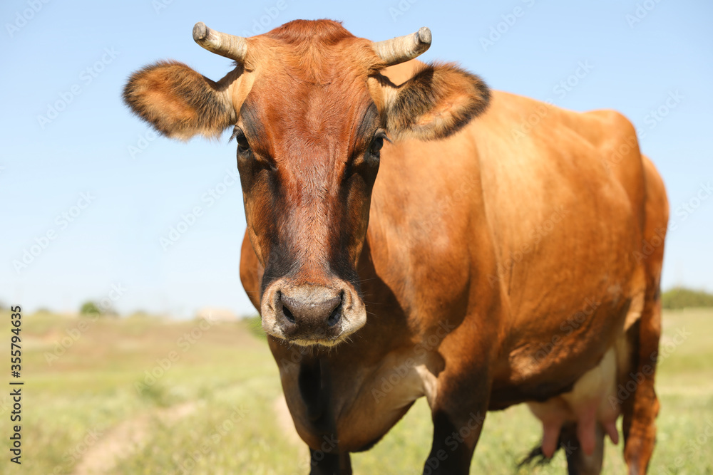 Beautiful brown cow outdoors on sunny day. Animal husbandry