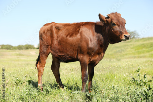 Cute brown calf on green pasture. Animal husbandry © New Africa