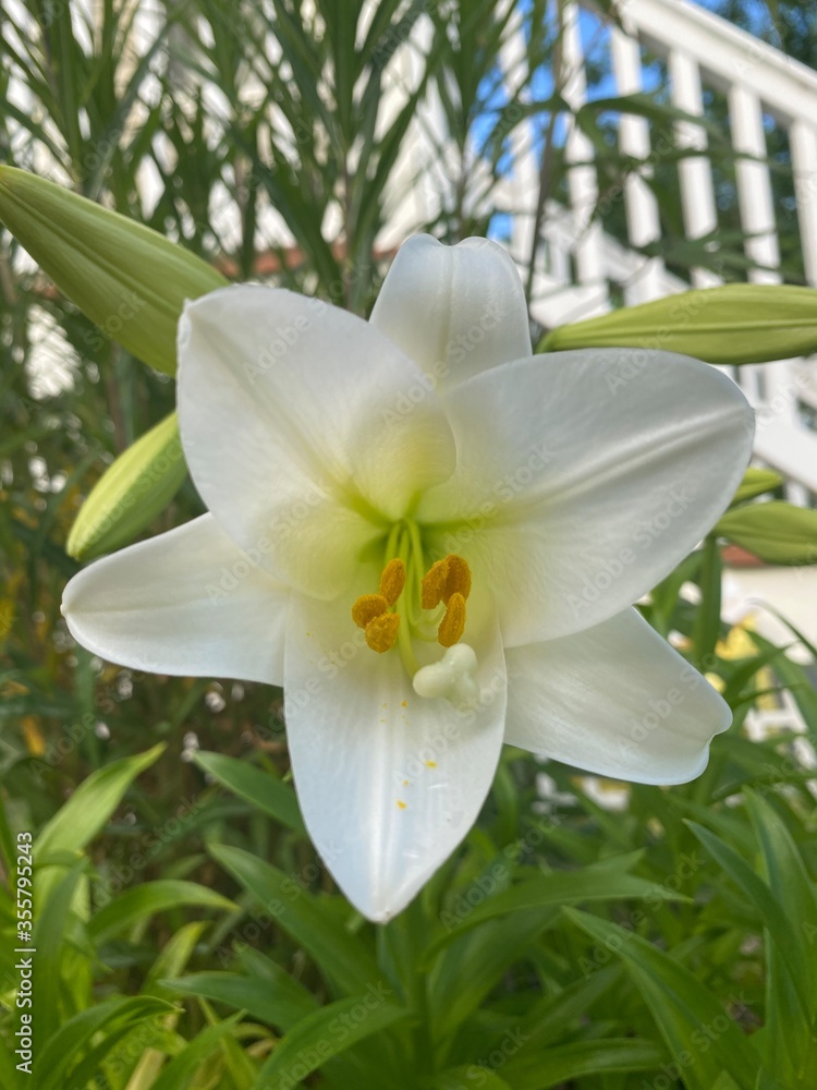 Fototapeta premium white lily in the garden