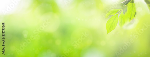 Abstract natural banner background. Closeup nature view of green leaf on blurred greenery background in garden with copy space for text. Cover page concept.