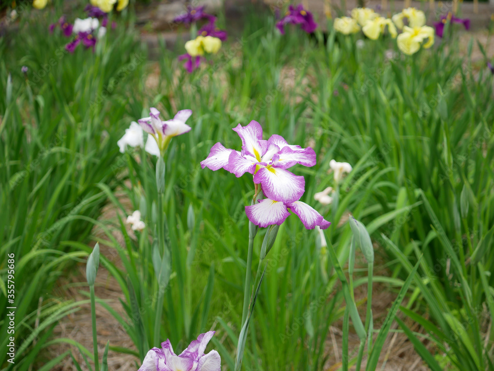 菖蒲の花々 菖蒲の花々