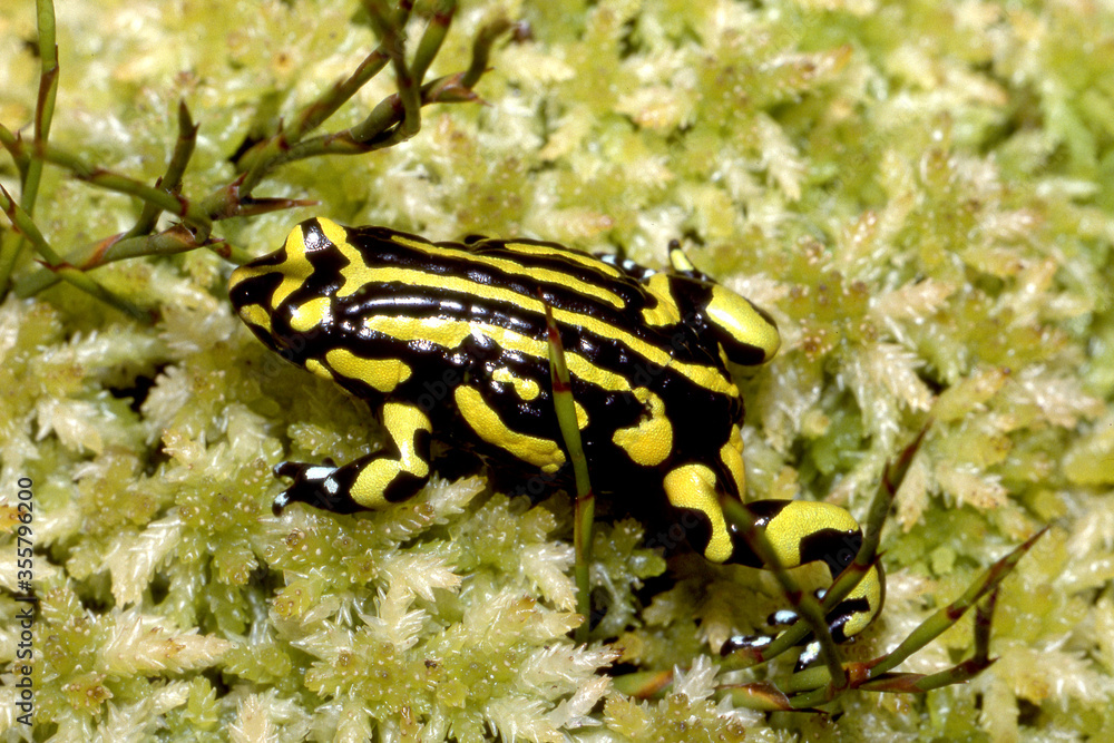 Fototapeta premium Northern Corroboree Frog on Sphagnum Moss