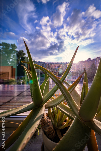 inside view of aloe plant on windowsill with city view through windows glass 
