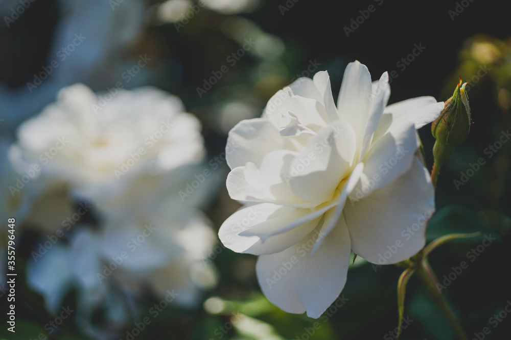 white roses in the sunlight