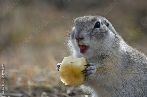 Little gopher eats an Apple