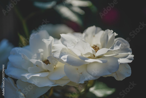 white rose flower