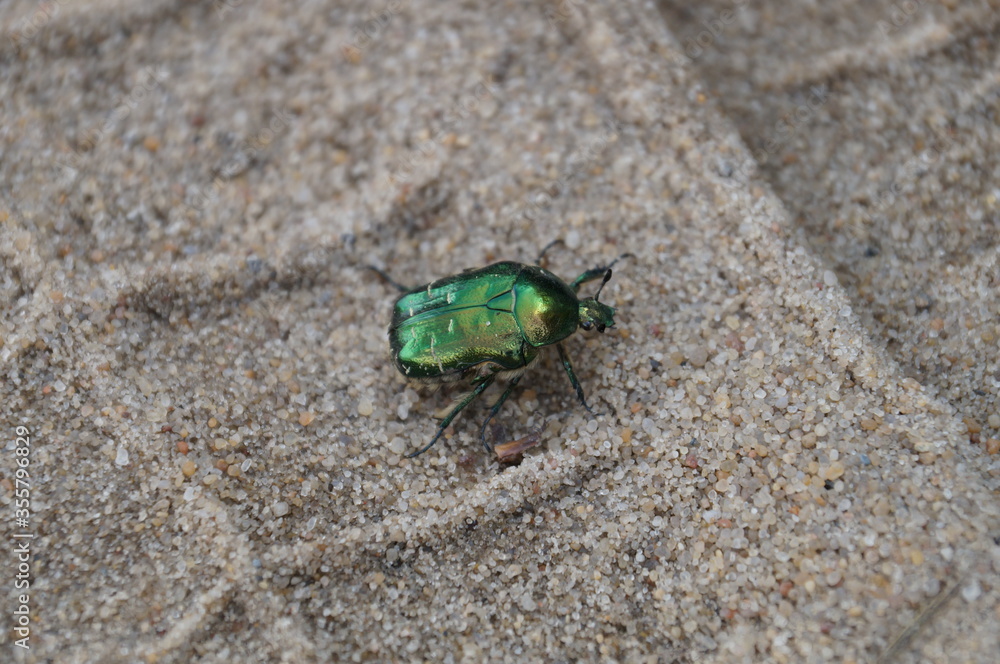 Obraz premium rose chafer photographed close-up on a background of sand with wheel marks