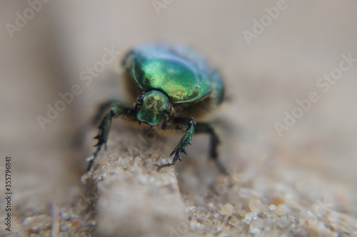 rose chafer photographed close-up on a background of sand with wheel marks