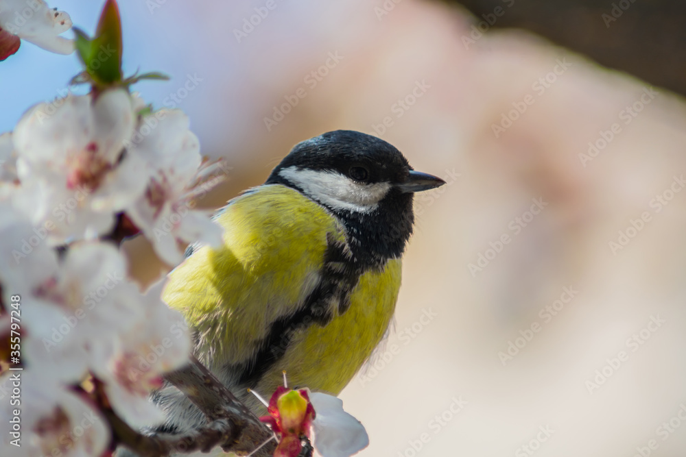 Fototapeta premium Beautiful yellow little bird sits on a branch with white flowers and looks right